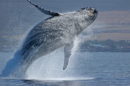 whale watching in Maui breach