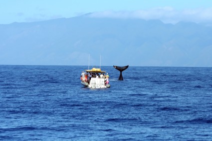 whale watching in Maui from boat in ocean