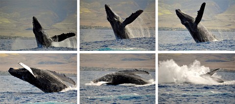 Picture of a whale jumping out of the ocean while whale watching in Maui, Hawaii.