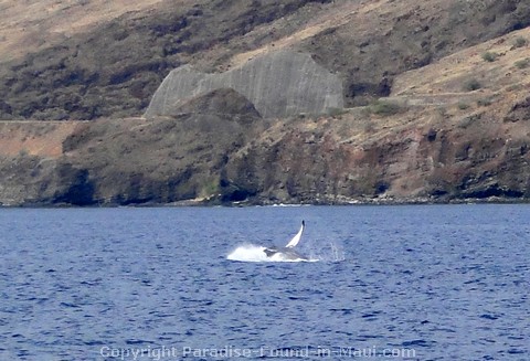 Picture of a whale tail slap.