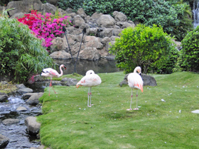 Pink flamingos at the Hyatt Regency Maui