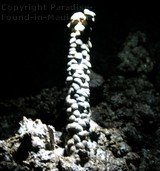 Picture of Lava inside the Hana Lava Tube (Kaeleku Caverns) on the island of Maui, Hawaii.