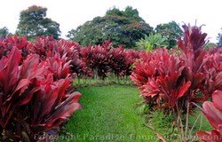 Picture of the Red Ti Maza outside the Hana Lava Tube (Kaeleku Caverns) on the island of Maui, Hawaii.