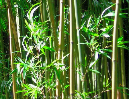 bamboo leaves