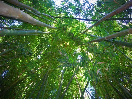 Looking up through bamboo stalks.