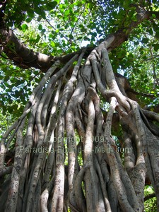 Banyan Tree roots