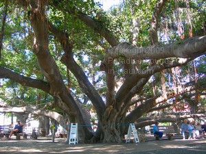 Courtyard Square Banyan Tree