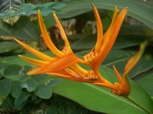 Botanical Gardens in Hana