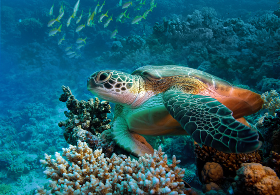 Hawaiian sea turtle