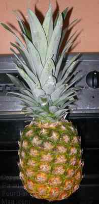 Picture of a whole fresh pineapple that I plan on using for starting a pineapple plant.