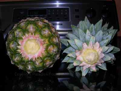 Picture of starting a pineapple plant by twisting off the top of a fresh pineapple.