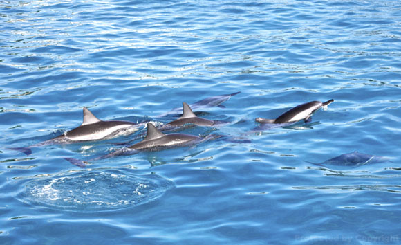 Lanai dolphins
