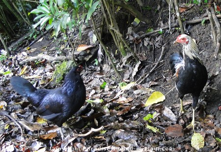 Picture of wild chickens.