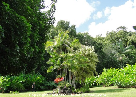 Picture of the grounds of a tropical flower farm near Hana, Maui.