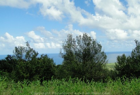 Picture of macadamia nut farm