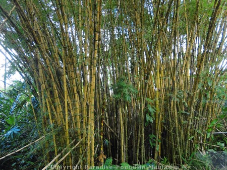 Picture of Malaysian Bamboo.