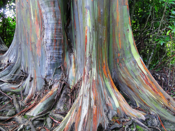 Rainbow Eucalyptus