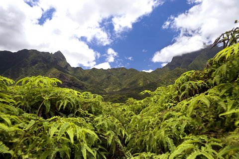 Picture of Iao Valley State Park treetops. Picture of Iao Valley State Park treetops.
