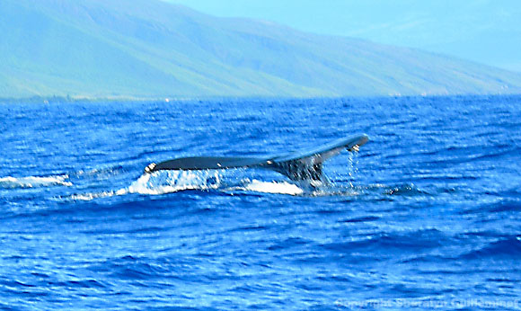 Whale tail slap off Island of Lanai.