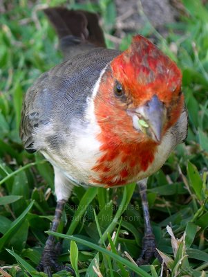 Picture of a Maui red crested cardinal on our Maui HI vacation