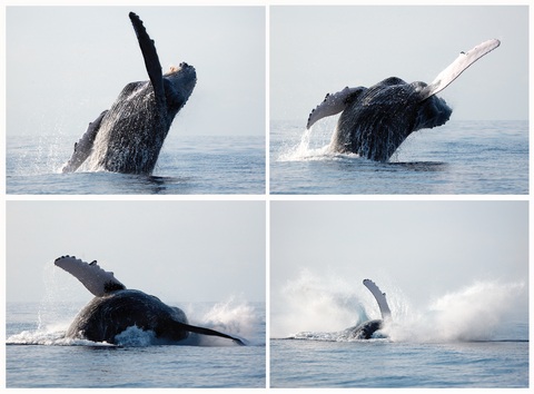 A series of pictures of a whale breaching near Maui, Hawaii.