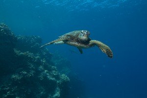 Hawaiian Sea Turtle Honu
