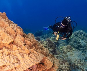 scuba diver looking at coral in Hawaii
