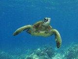 hawaiian sea turtle honu