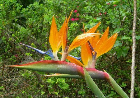 Picture of a gorgeous tropical flower in Kula Botanical Gardens.
