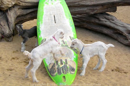 Picture of goats playing with a surfboard at the Surfing Goat Dairy.