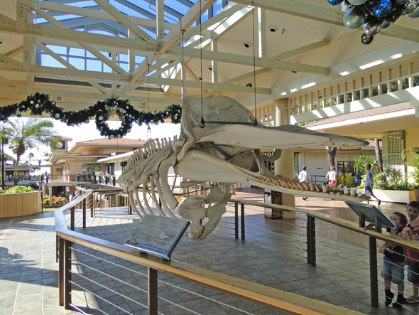 Whale Skeleton at Shopping Center on Maui